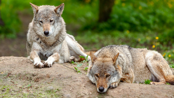 Two grey wolves resting on a hill in spring