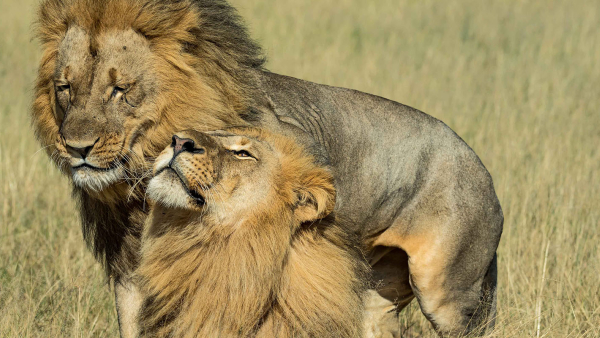 lion in the savannah