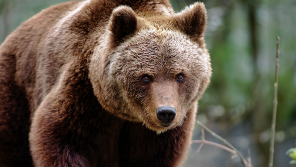grizzly bear in the woods