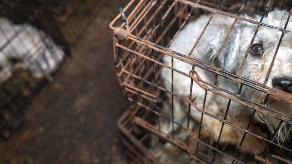 shaggy gray and white dog in a dirty cage looks at the camera