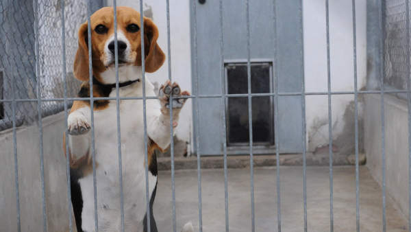 beagle in an outdoor kennel