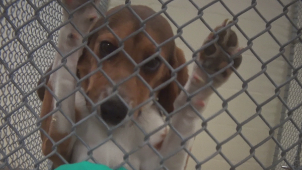 beagle in cage being used for testing