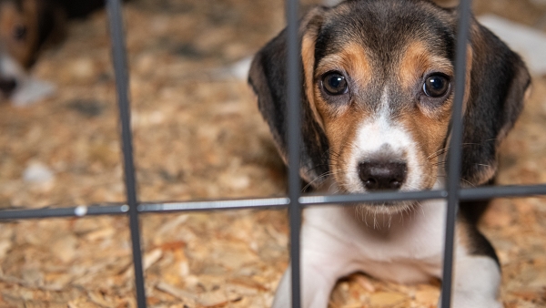 Beagle puppy looks at camera while sitting in a cage