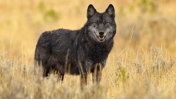 black wolf standing in a prairie looking at the camera