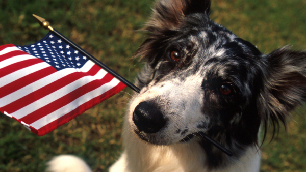 border collie holding a flag looking at the camera