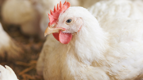 white chicken sitting down