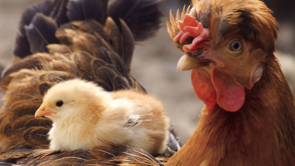 a red chicken with a yellow chick on her back