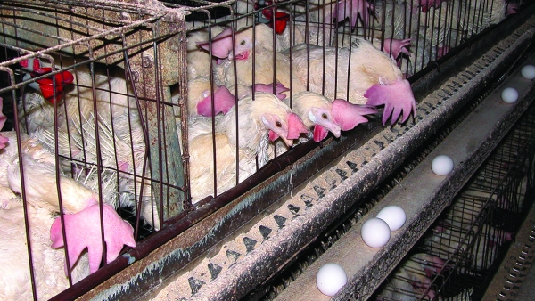 chickens in battery cages