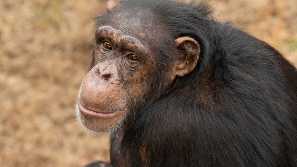 chimp looking over its back