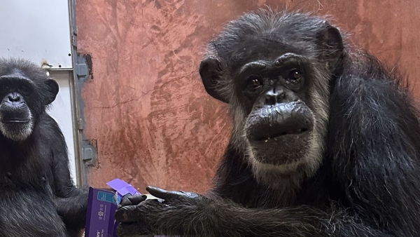 two chimps looking at the camera