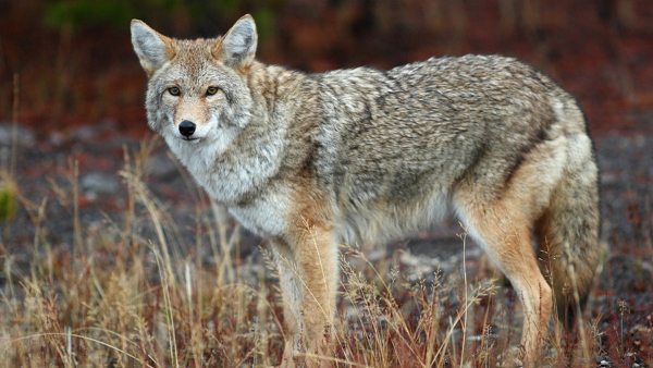 coyote looking at the camera