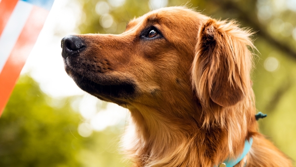 Red dog sitting and looking to American flag
