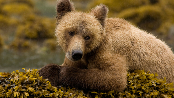 young grizzly bear on a rock
