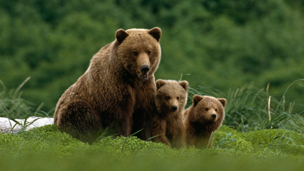 Family of grizzly bears