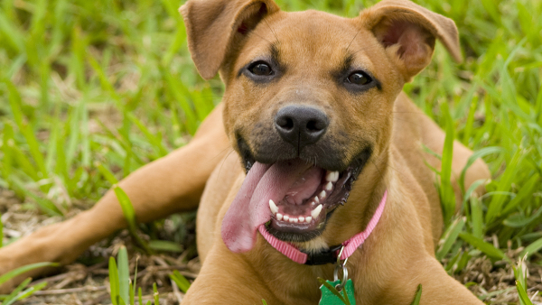 happy brown dog in the grass