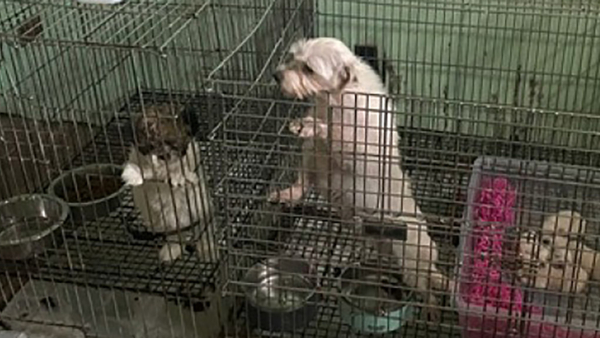 two dogs in filthy cages in a basement