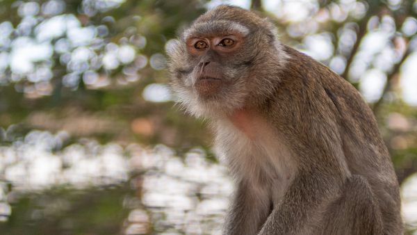 monkey sitting in a tree