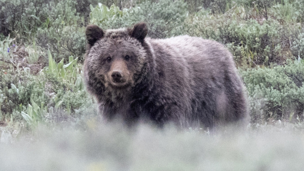 Miracle the grizzly bear in Grand Teton National Park