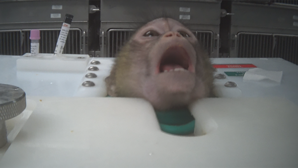 monkeys used in experiments are restrained