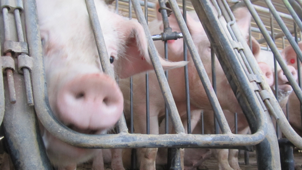 Pigs in gestation crates on a factory farm.