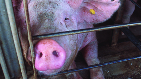 pig in a cramped and confined gestation crate 
