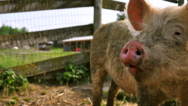 pig in a pasture in the sun