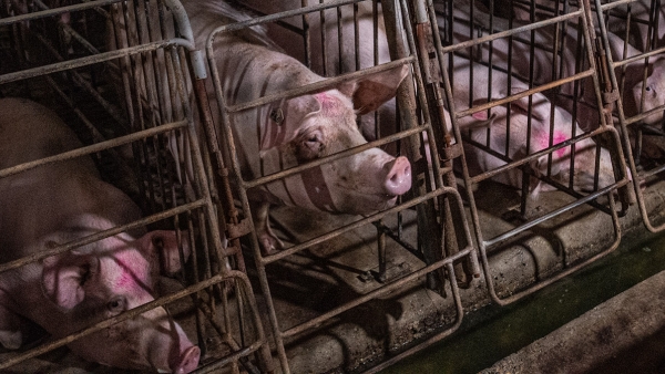 Pigs in gestation crates on a factory farm.