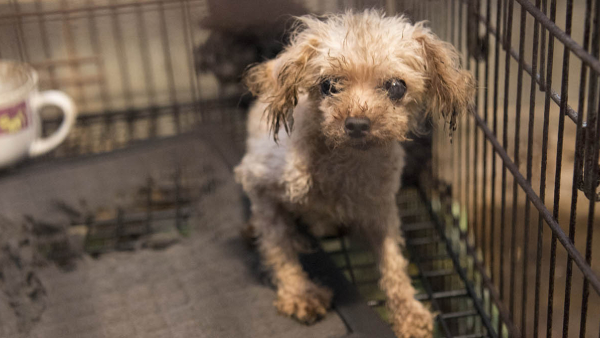 a small dirty poodle sits in a filthy cage