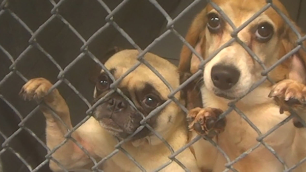 a pug and beagle in a cage looking at the camera