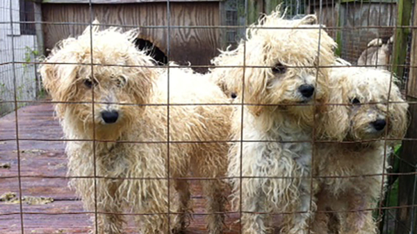 three white, dirty dogs behind a fence