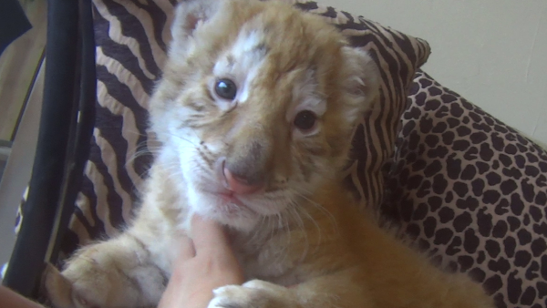 undercover photo of a tiger cub