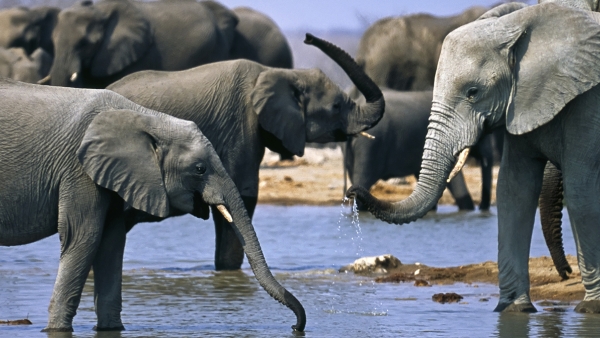 two elephants playing in the water