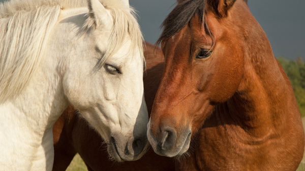 two horses nuzzling
