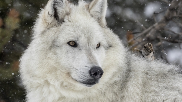 white wolf in the snow