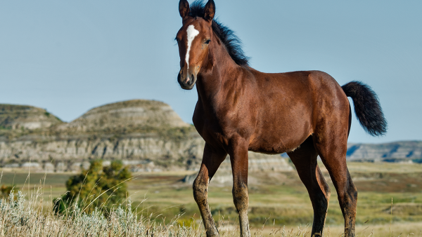 wild foal on the range