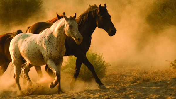 Wild horses on a meadow.