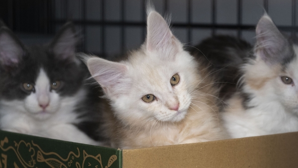 three kittens in a box