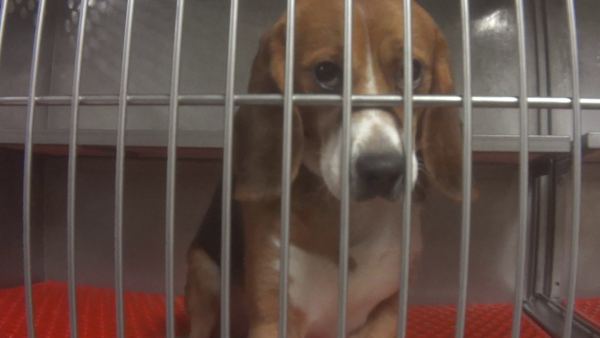 beagle in cage being used for testing
