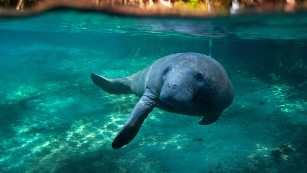 Manatee swimming in tropical water