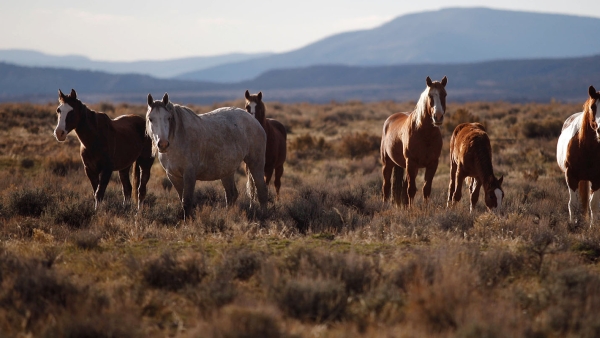 Wild horses on a meadow.