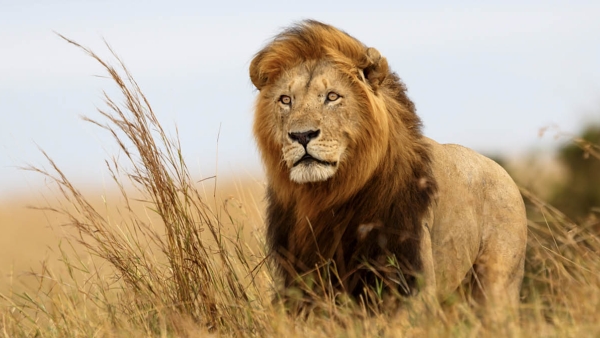 lion in the savannah