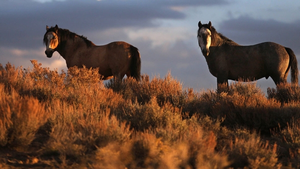 Wild horses on a meadow.