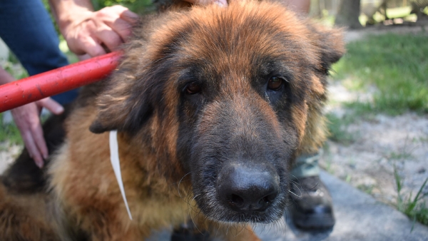 Cinder, a dog rescued from a puppy mill