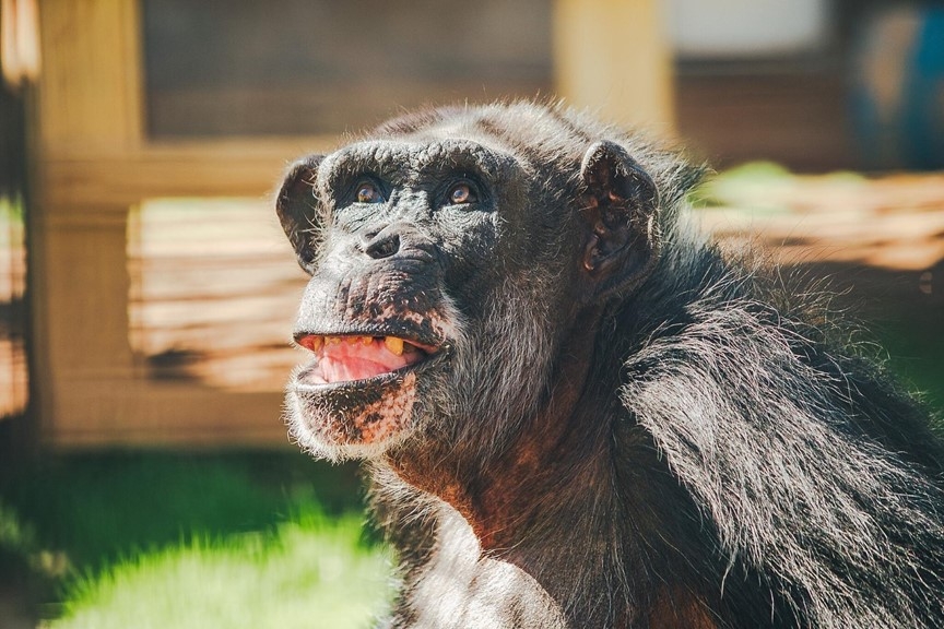 Al, a 51-year-old chimpanzee previously used in biomedical research, sees his new sanctuary home for the first time. Kierstin Luckett & Lauren Rager/Chimp Haven 