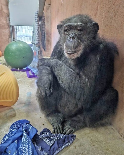 Faylene gets acquainted with the enrichment at Chimp Haven. Kierstin Luckett & Lauren Rager/Chimp Haven 