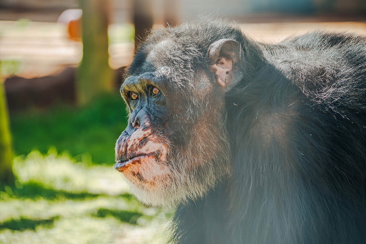 Kamaka, Al’s friend, who is also starting to enjoy all that sanctuary life has to offer. Kierstin Luckett & Lauren Rager/Chimp Haven