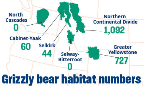 Grizzly bear habitat numbers: In 2021, researchers counted the grizzly populations in the lower 48.