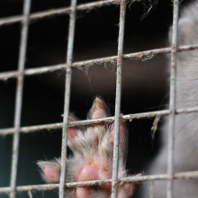 gray mink in a wire cage looking at the camera