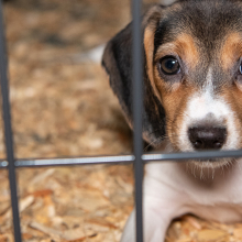 beagle puppy in a cage