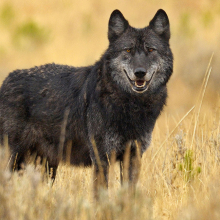 black wolf in a prairie looking at the camera